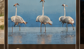Bird watching at Jawai Dam