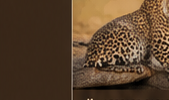 Leopard safari at Jawai