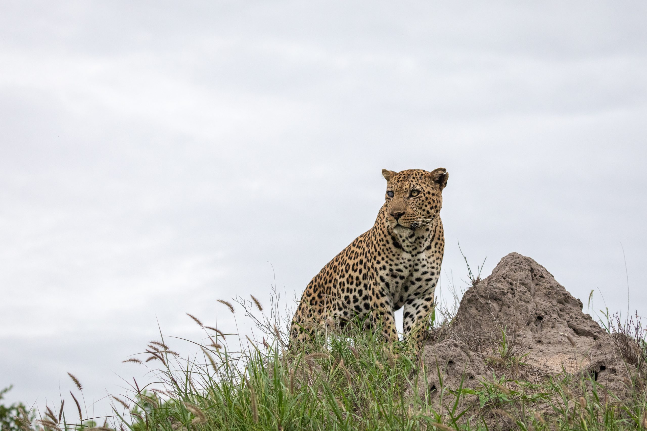 Close portrait of an Indian leopard